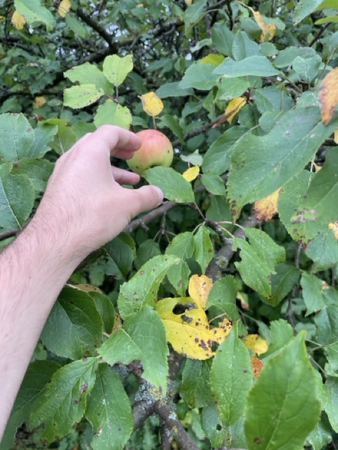 Apfel im Wald pflücken