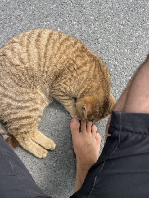 Katze beim Friedhof am Lindener Berg