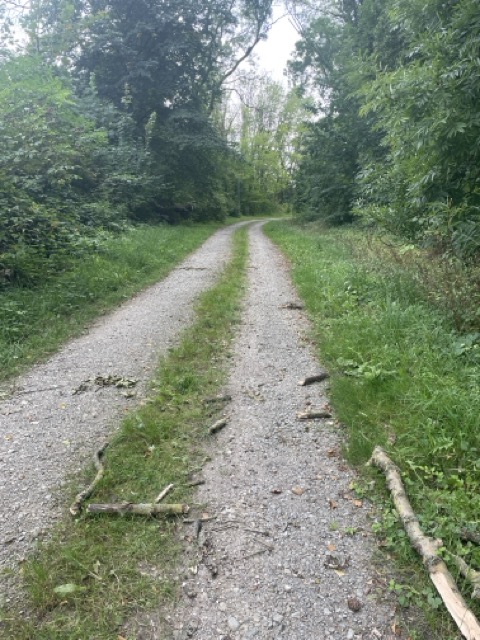 Waldweg in Wrisbergholzen